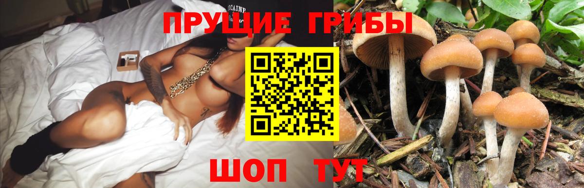 Сертолово  Галлюциногенные грибы MAGIC MUSHROOMS  продажа наркотиков  Вход с VPN 